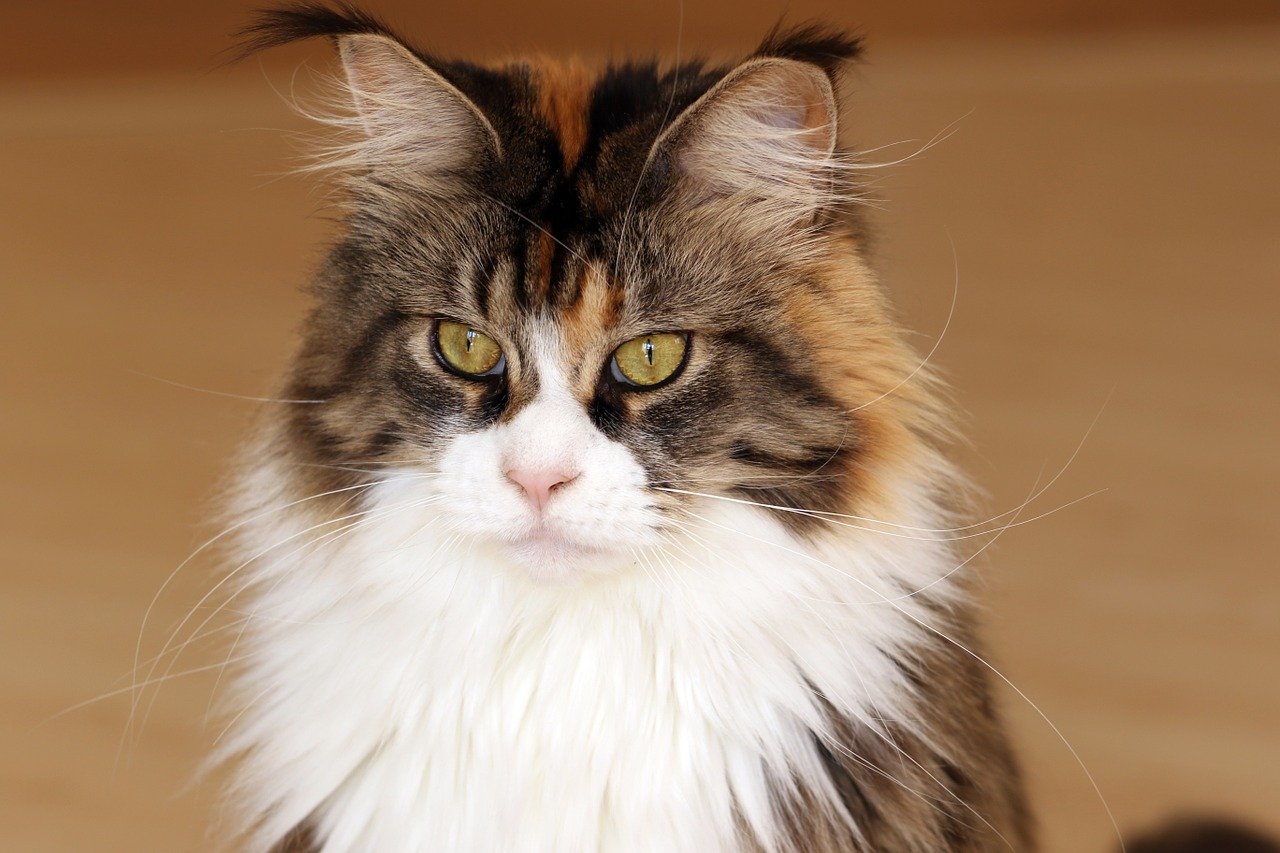 maine coon elegante