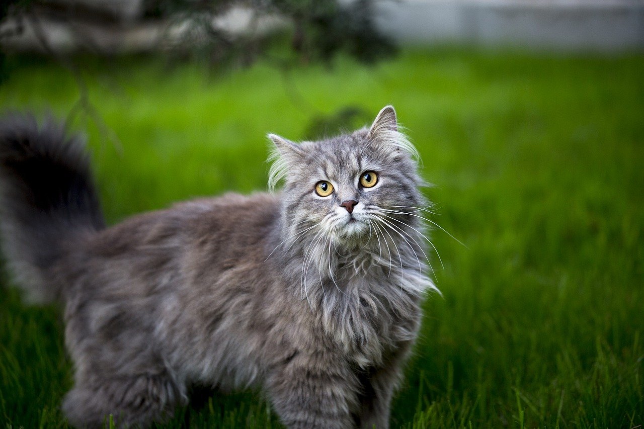 maine coon nell'erba