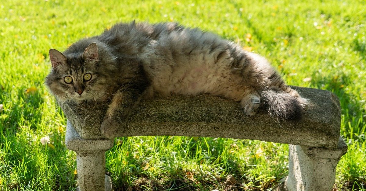 Maine Coon, tagliare il pelo è sbagliato? Quando e come farlo