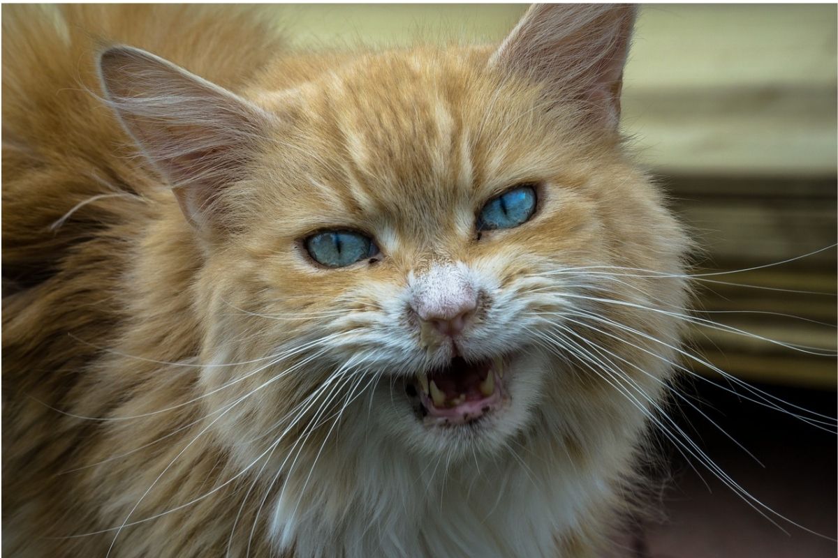 gatto rosso con occhi azzurri aggressivo