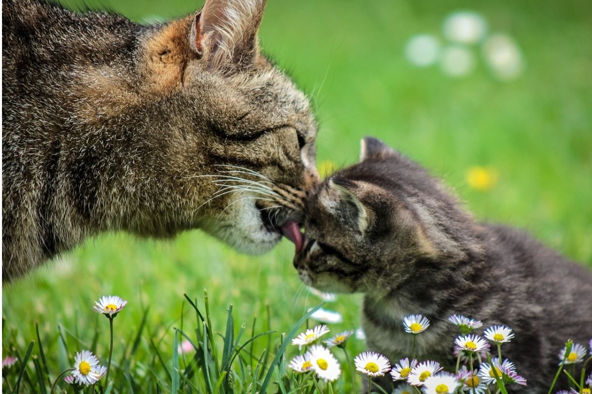 mamma gatta lecca il musino del suo piccolo