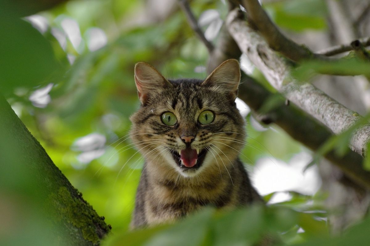 gatto minaccioso tra i rami 