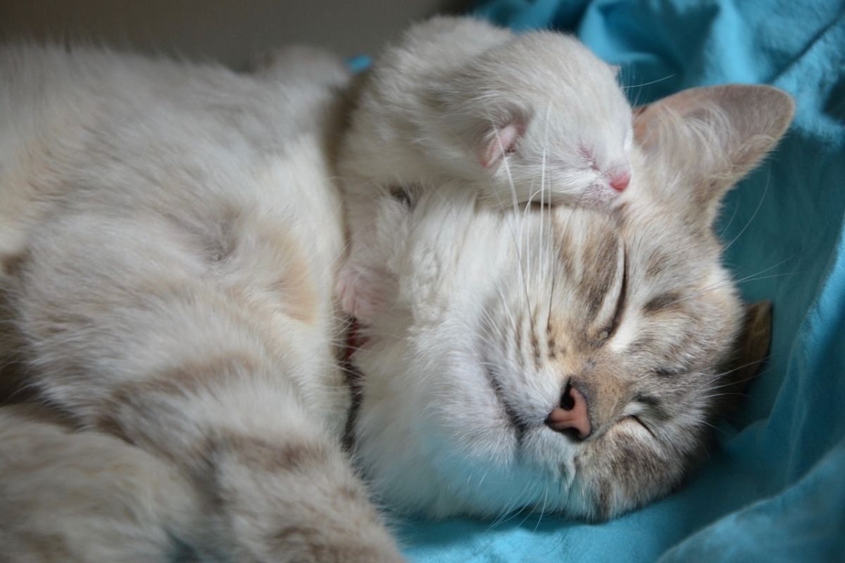 gattino dorme sulla mamma