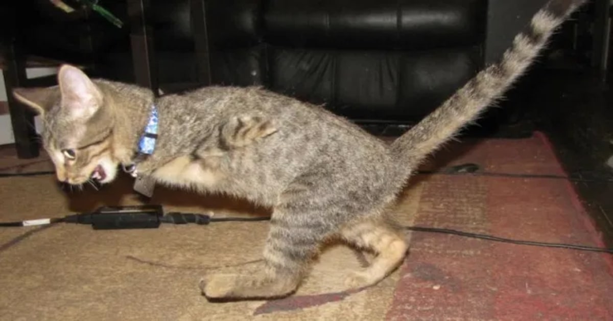 Mercury, il gattino a due zampe che sembra un T-Rex (VIDEO)