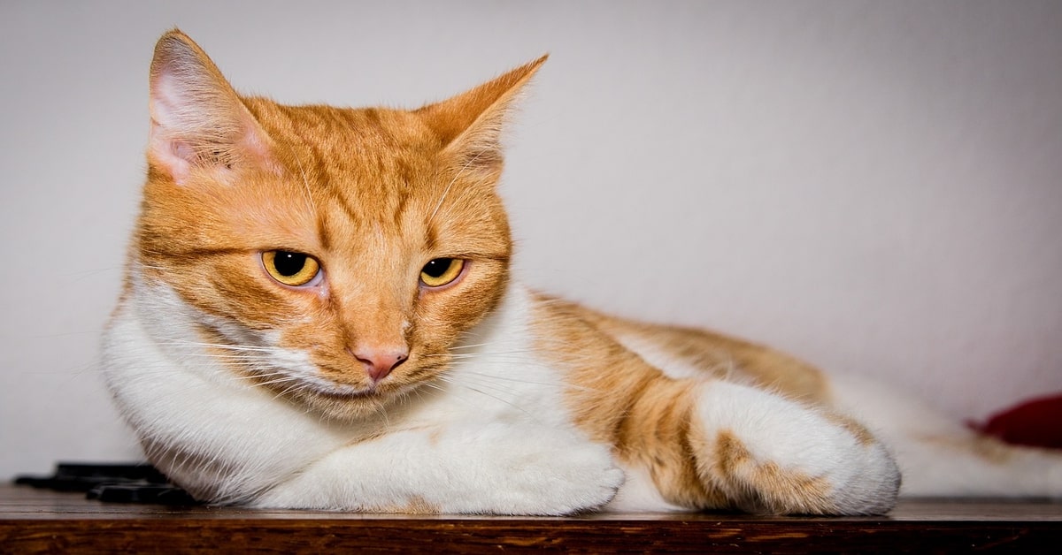 Mumy, la gattina che sa dare la zampa come un cane (VIDEO)