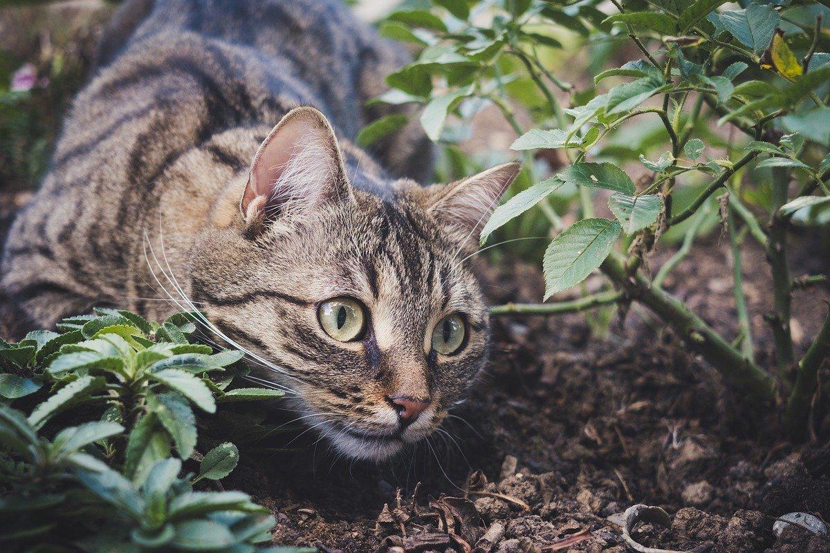 gatto che gioca nel terreno