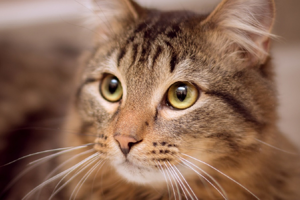 gatto con occhi gialli