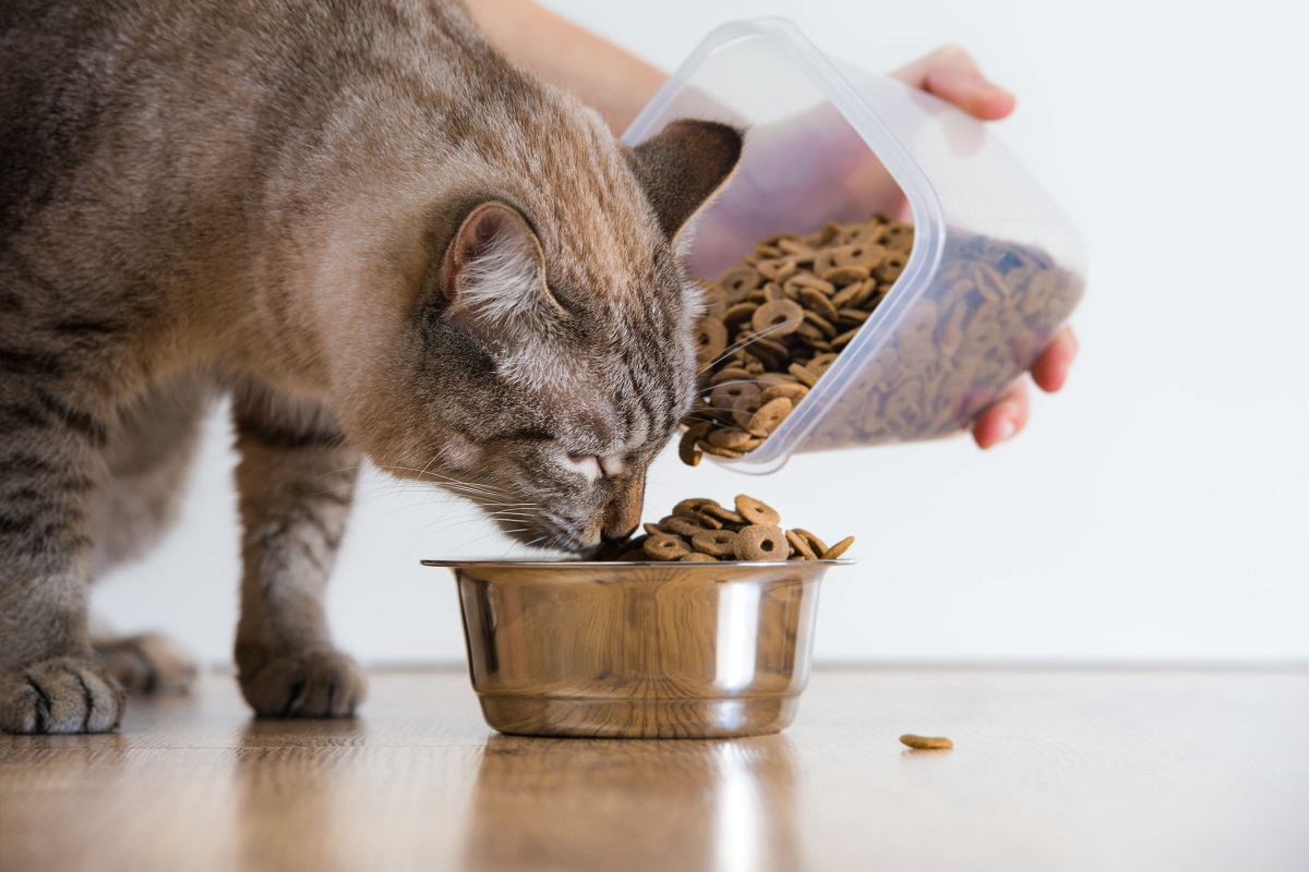 gatto mangia crocchette