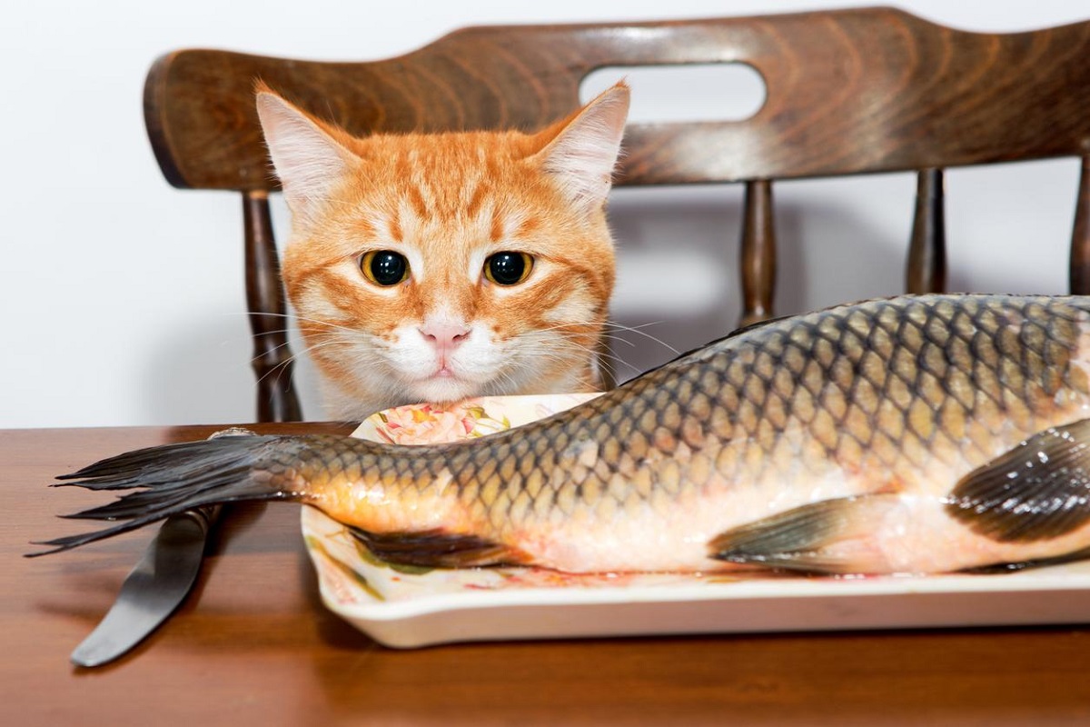gatto guarda salmone
