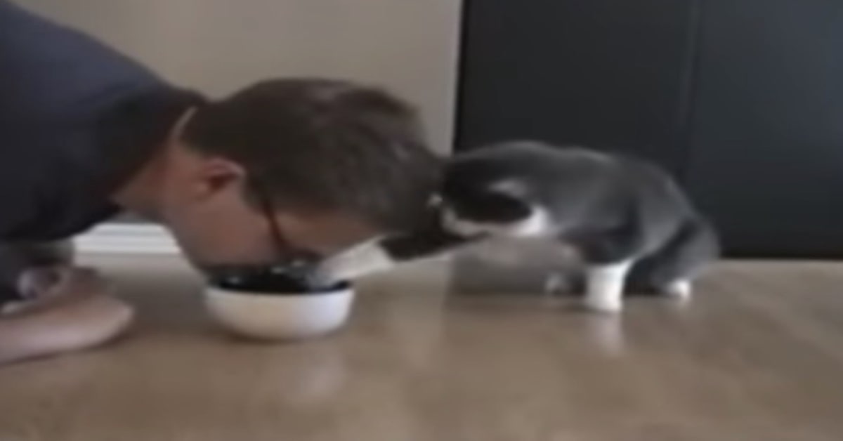 La comica risposta di un gattino che vede il suo papà che finge di mangiare il suo cibo (VIDEO)