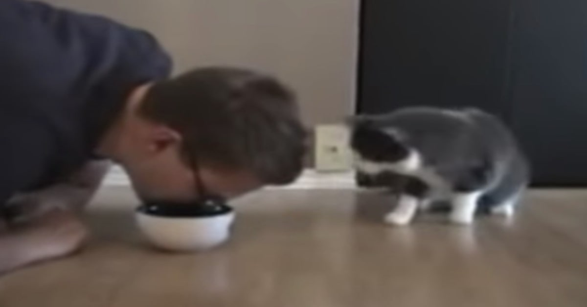 padrone finge di mangiare crocchette gatto