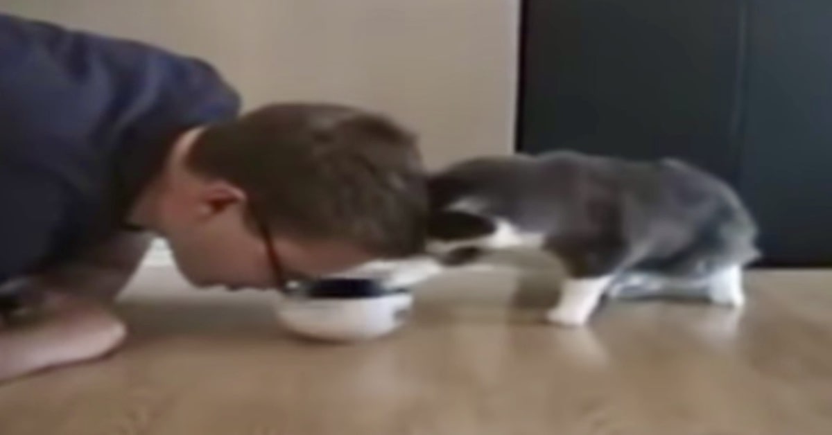 gattino arrabbiato perché ragazzo mangia le sue crocchette