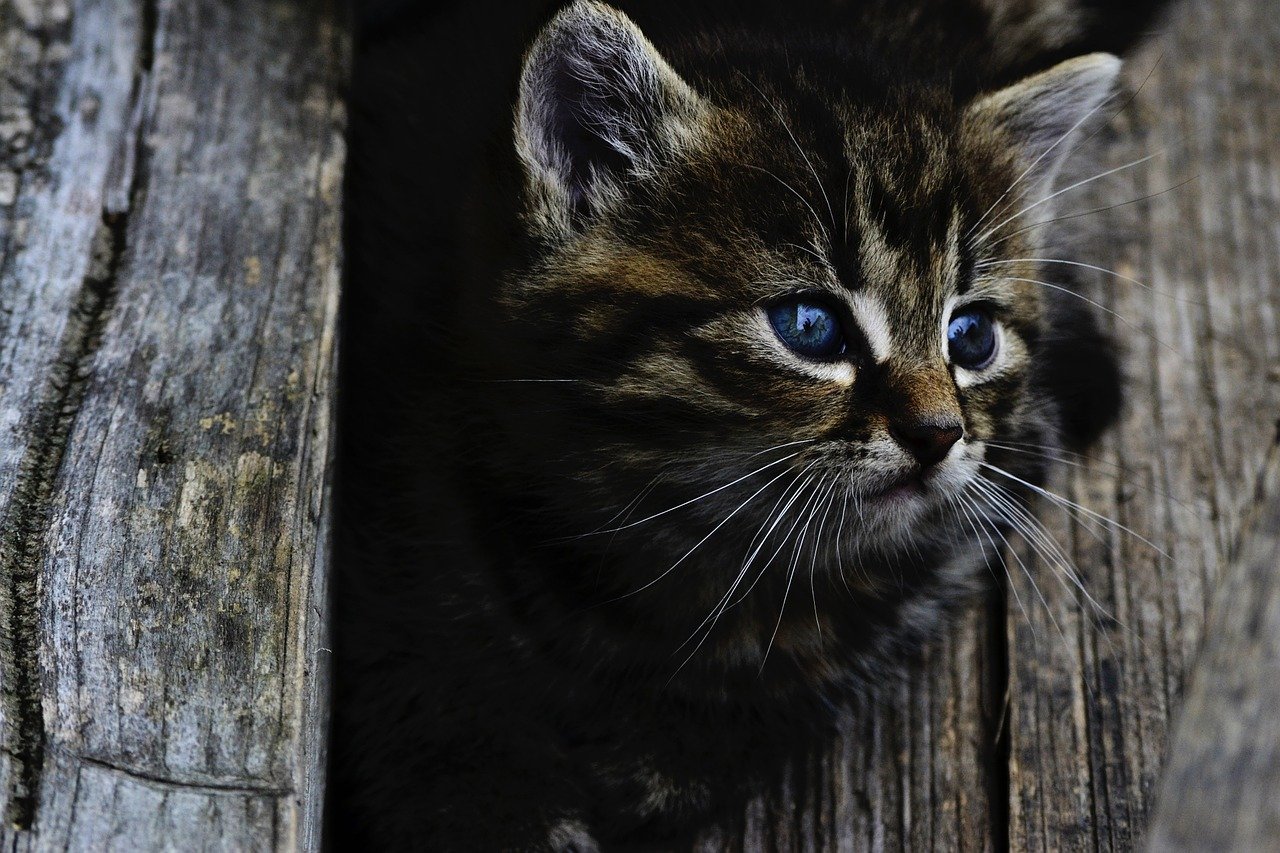 cucciolo di gatto