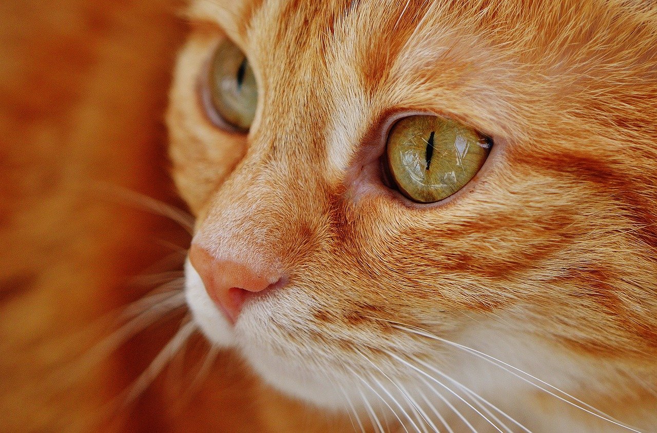 gatto in primo piano