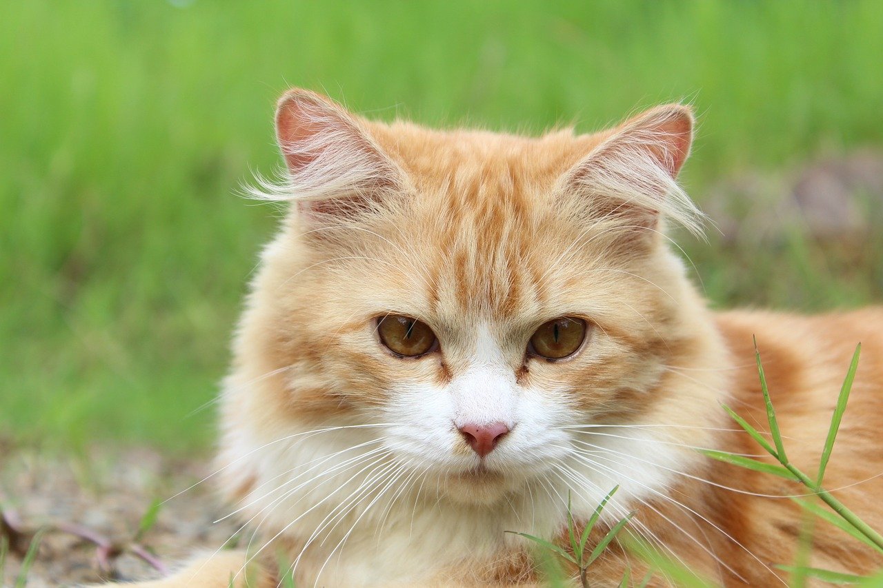 gatto su un prato