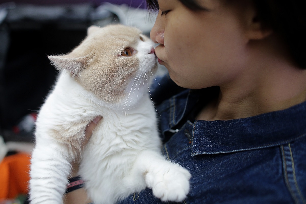 Perché i gatti fanno uno strano rumore quando gli fai le coccole?