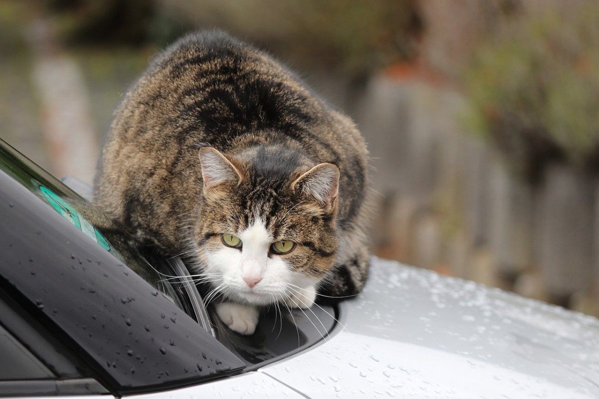 gatto tigrato randagio