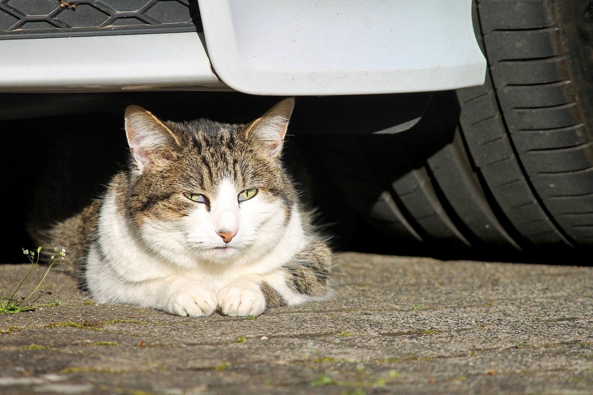 gatto che si nasconde sotto una macchina