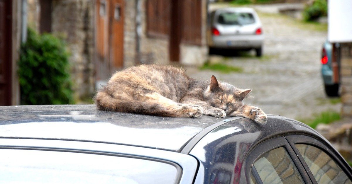 Perché i gatti randagi dormono sulle macchine?