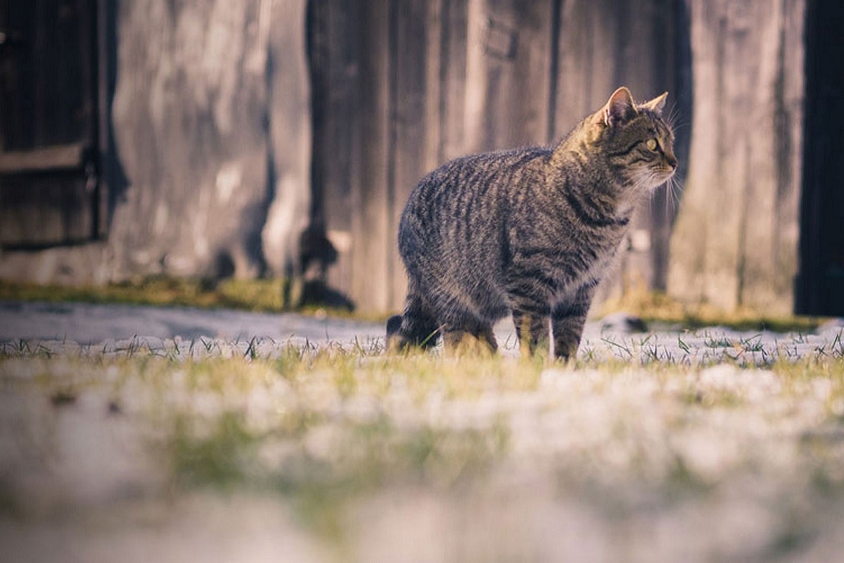 Perché i gatti si perdono quando escono? Come frenare l’istinto di fuga?