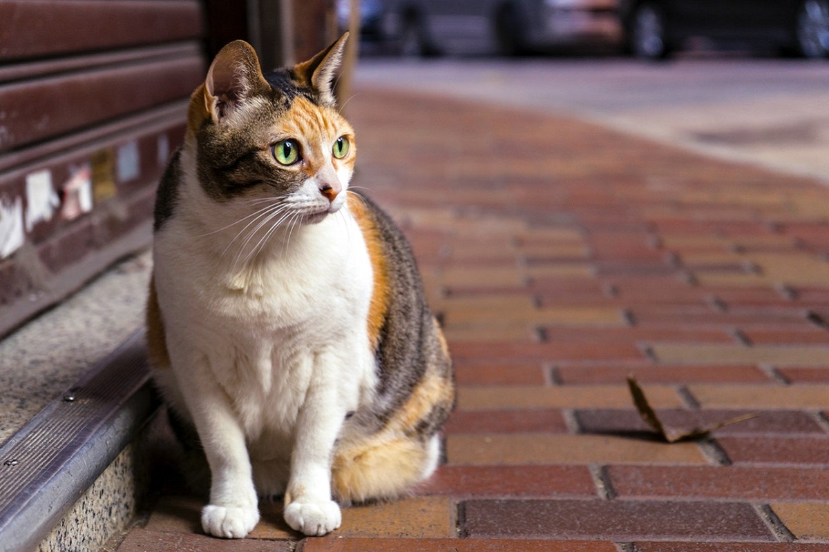 gatto con occhi verdi