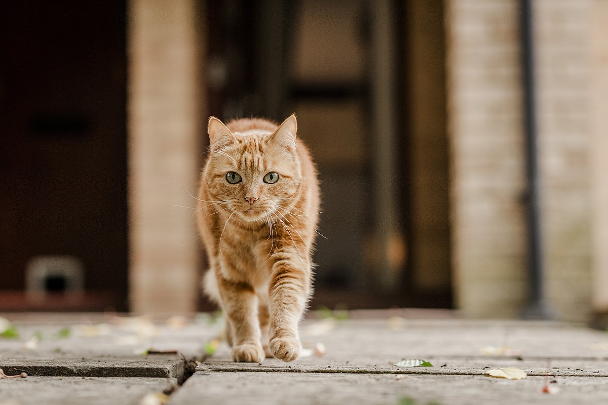 gatto arancione per strada