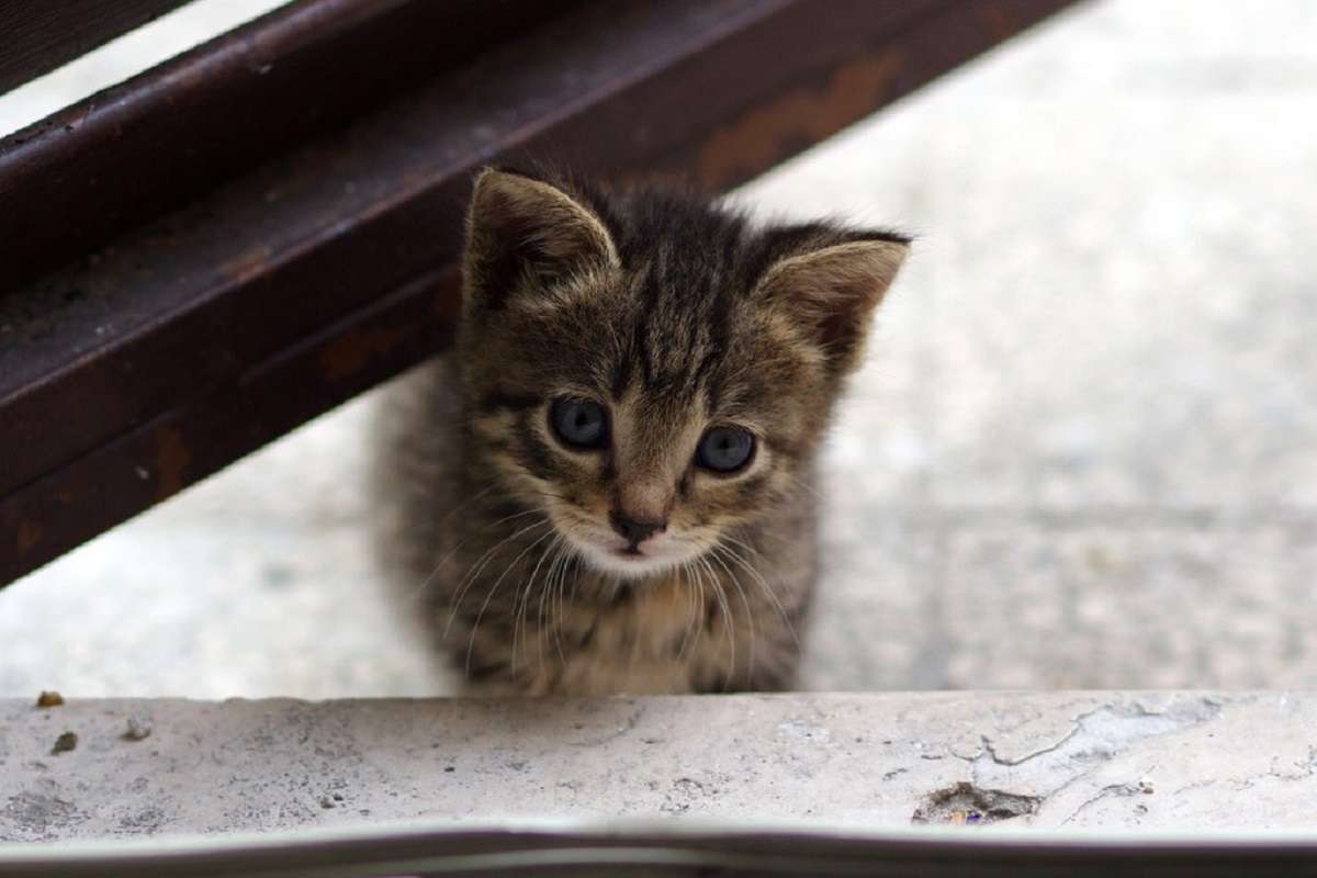 cucciolo di gatto occhi azzurri