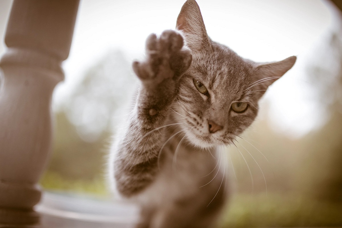 Perché i gatti zampettano e sembra che camminino di soppiatto?