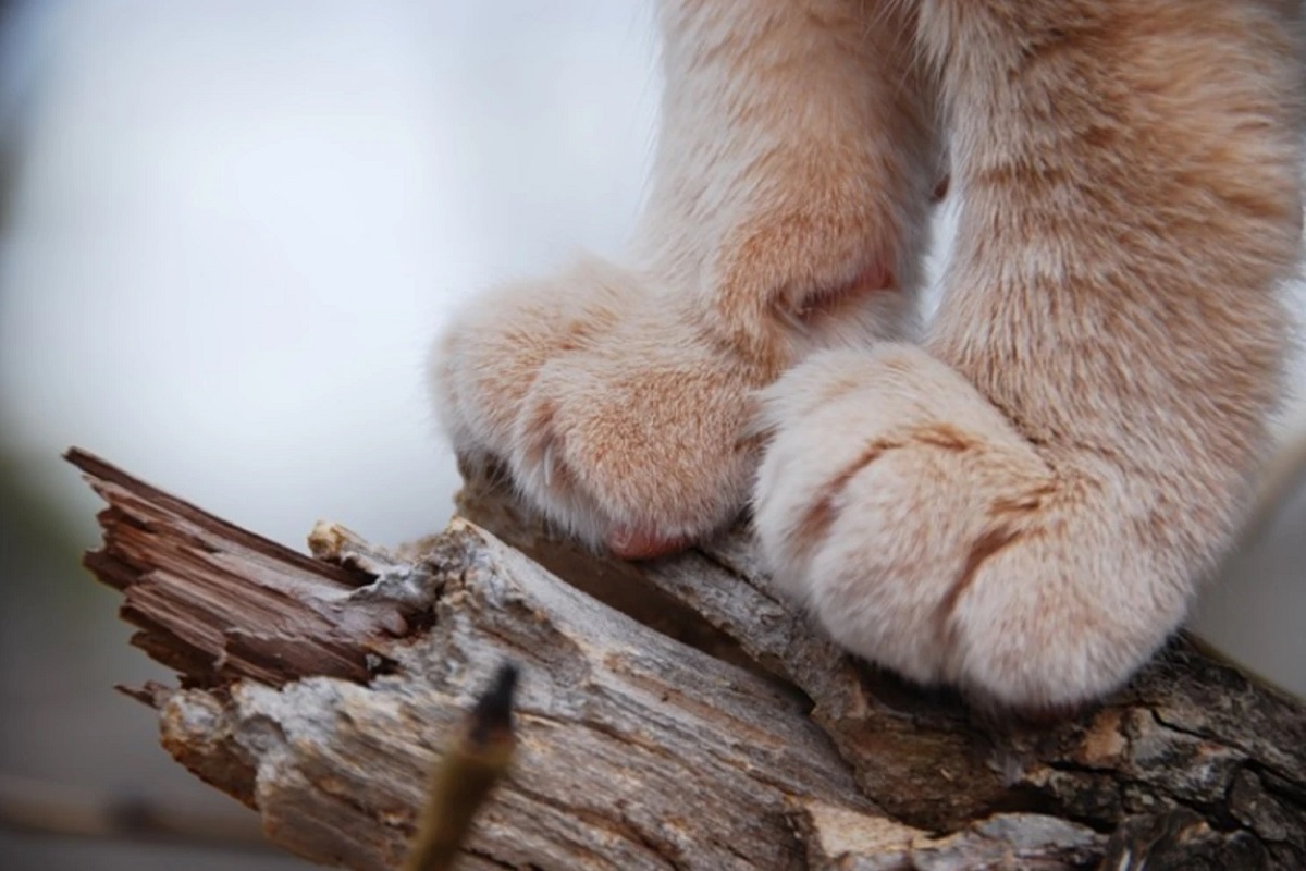 primo piano zampe gatto