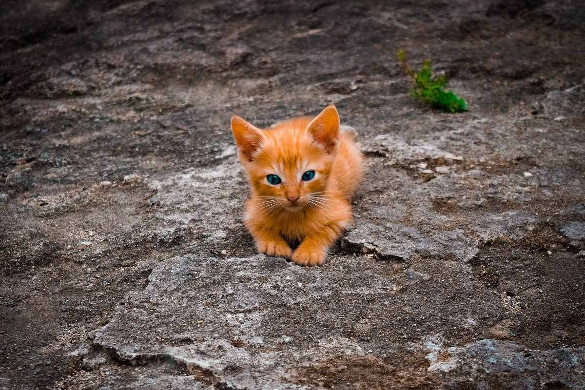 gattino randagio arancione