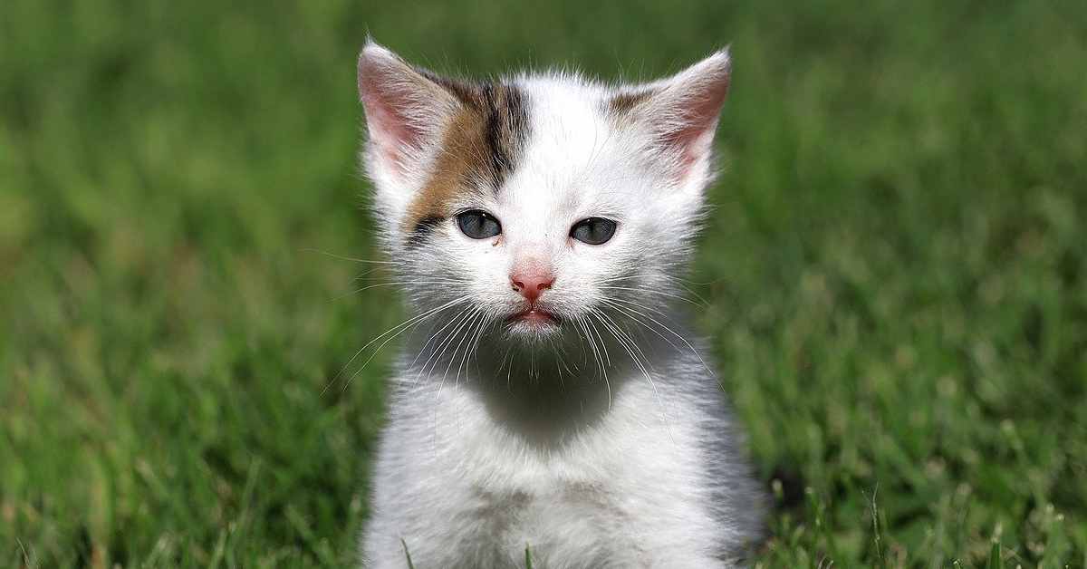 Perché i gattini randagi si infilano nelle marmitte?