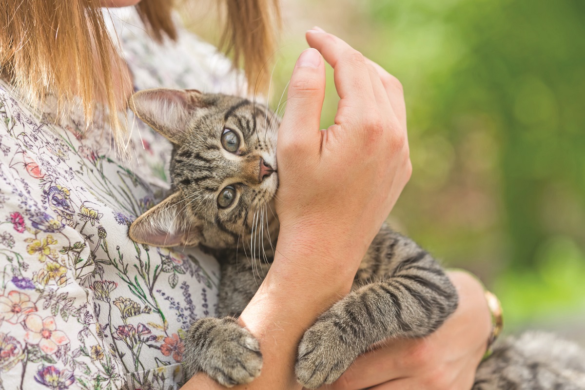 Perché il gatto morde quando lo accarezzo?