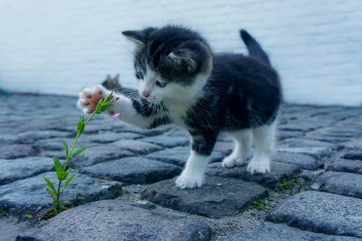 gattino gioca con fiore