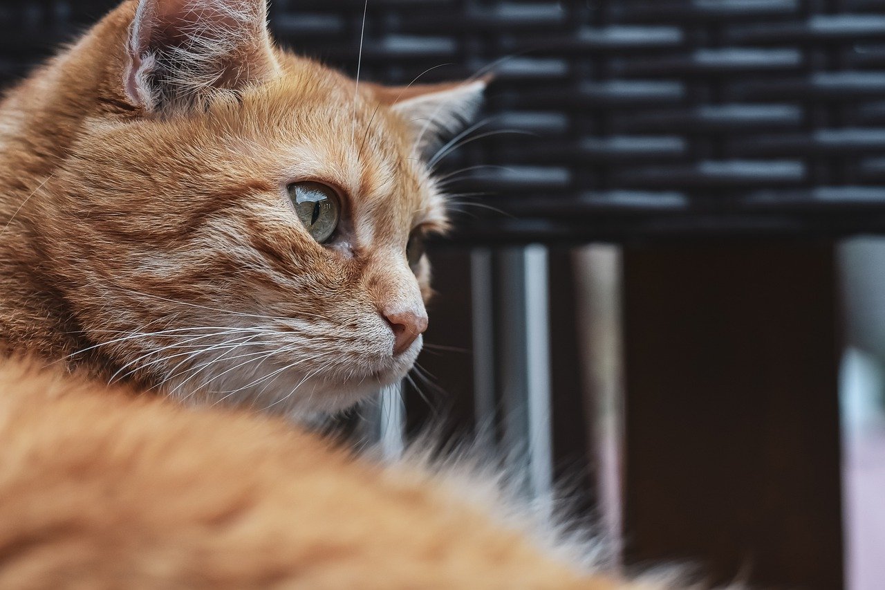 gatto che guarda fuori