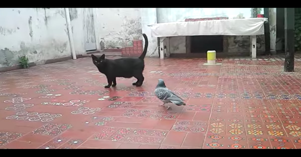 Davvero insolito: un gattino fa amicizia con un piccione e i due giocano insieme senza problemi (VIDEO)
