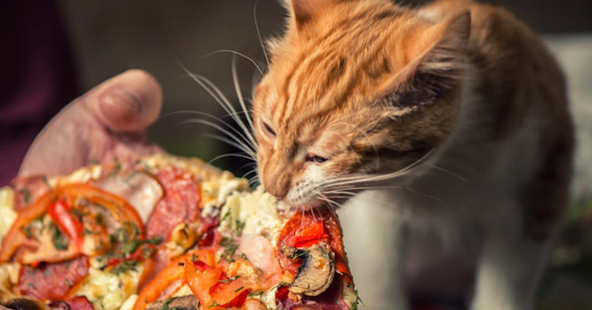 gatto mangia pizza