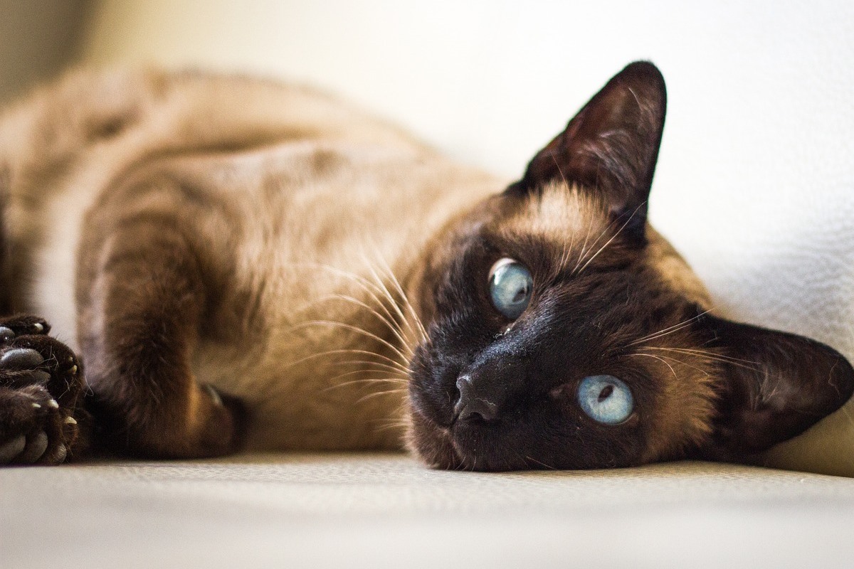 gatto con gli occhi strabici