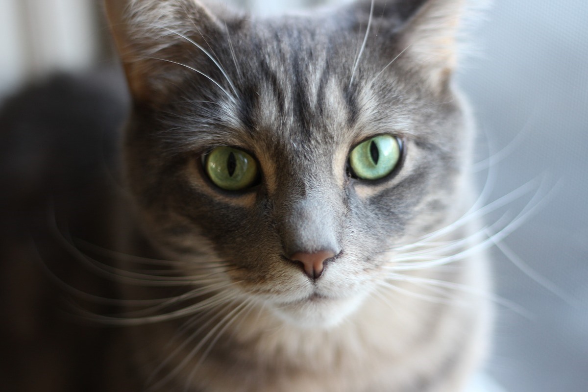 gatto con gli occhi verdi