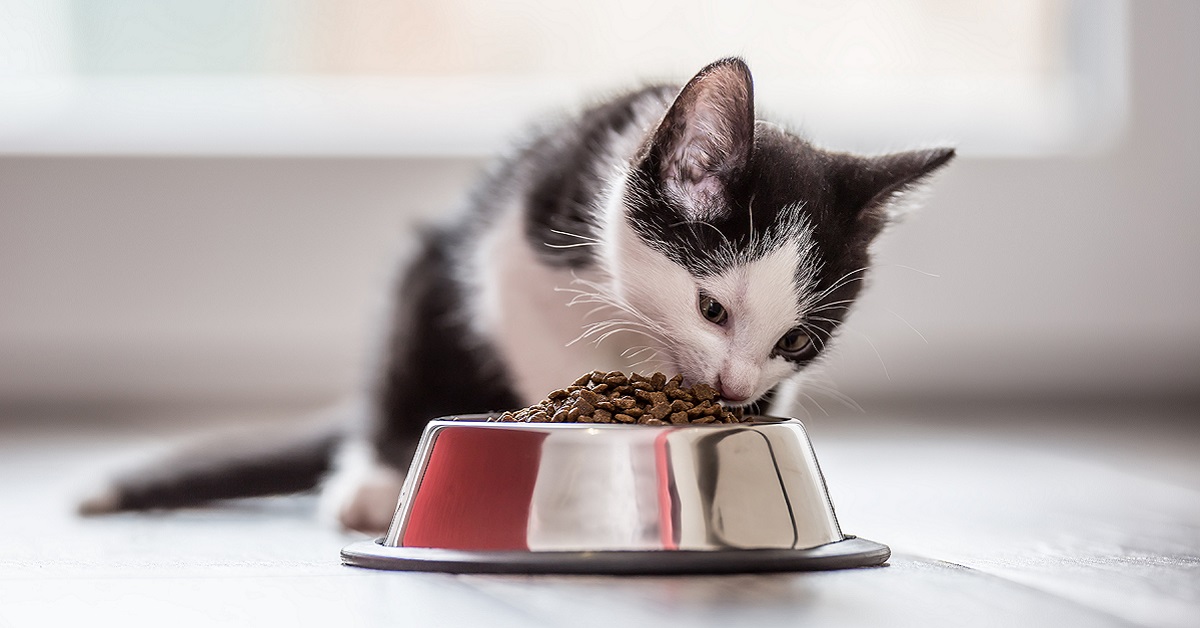 Posso dare i probiotici al gatto? Gli fanno bene?