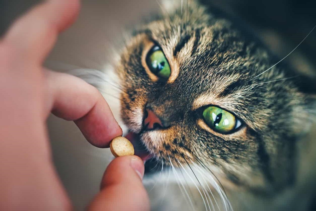gatto prende pillola