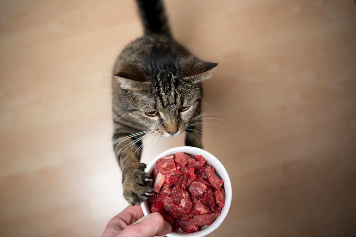 al gatto piace la carne cruda
