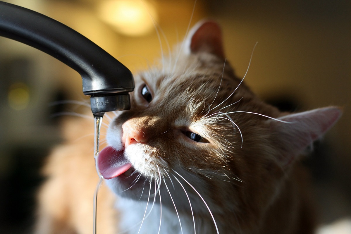 gatto beve dal rubinetto