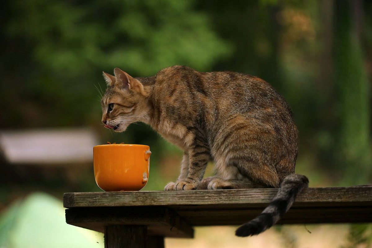 gatto beve da una tazza