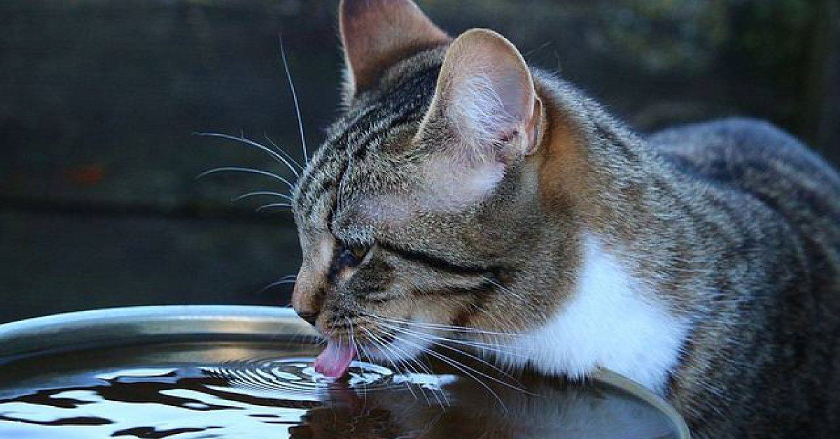 Quale acqua dare al gatto, naturale o di rubinetto?