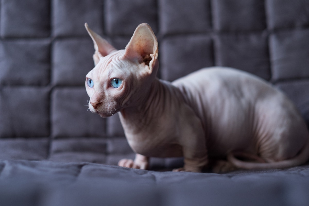 Peterbald gatto