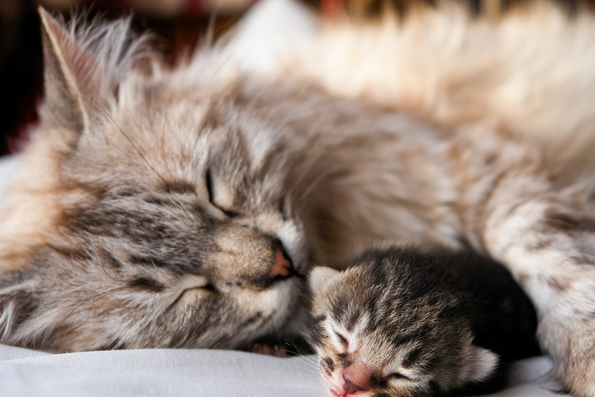 gatta dorme accanto al suo piccolo