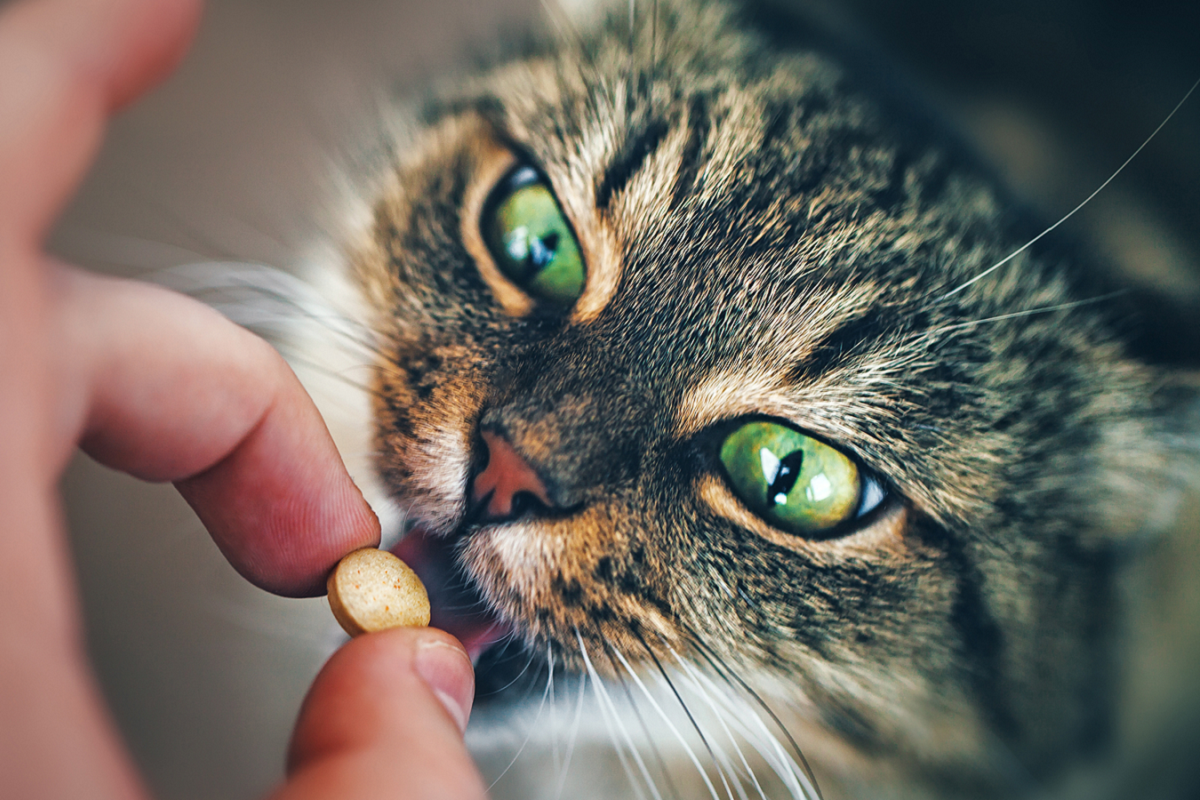 gatto che mangia erba gatta in pillole