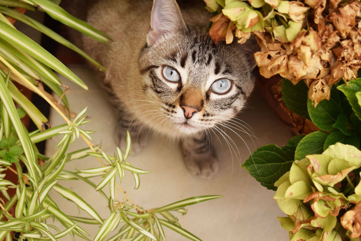 gatto e vegetazione