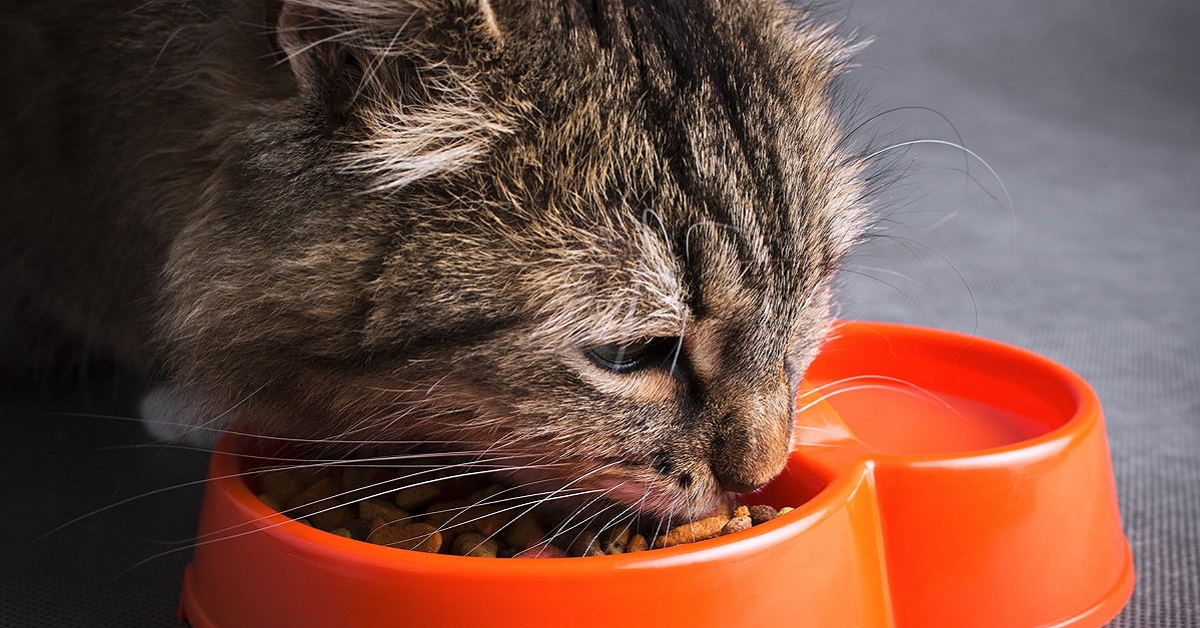 Quanti snack posso dare al gatto durante il giorno?