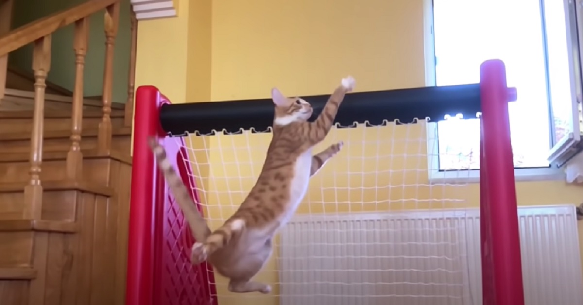 Questo gattino è in grado di parare qualsiasi tiro, le sue abilità in video sono impressionanti